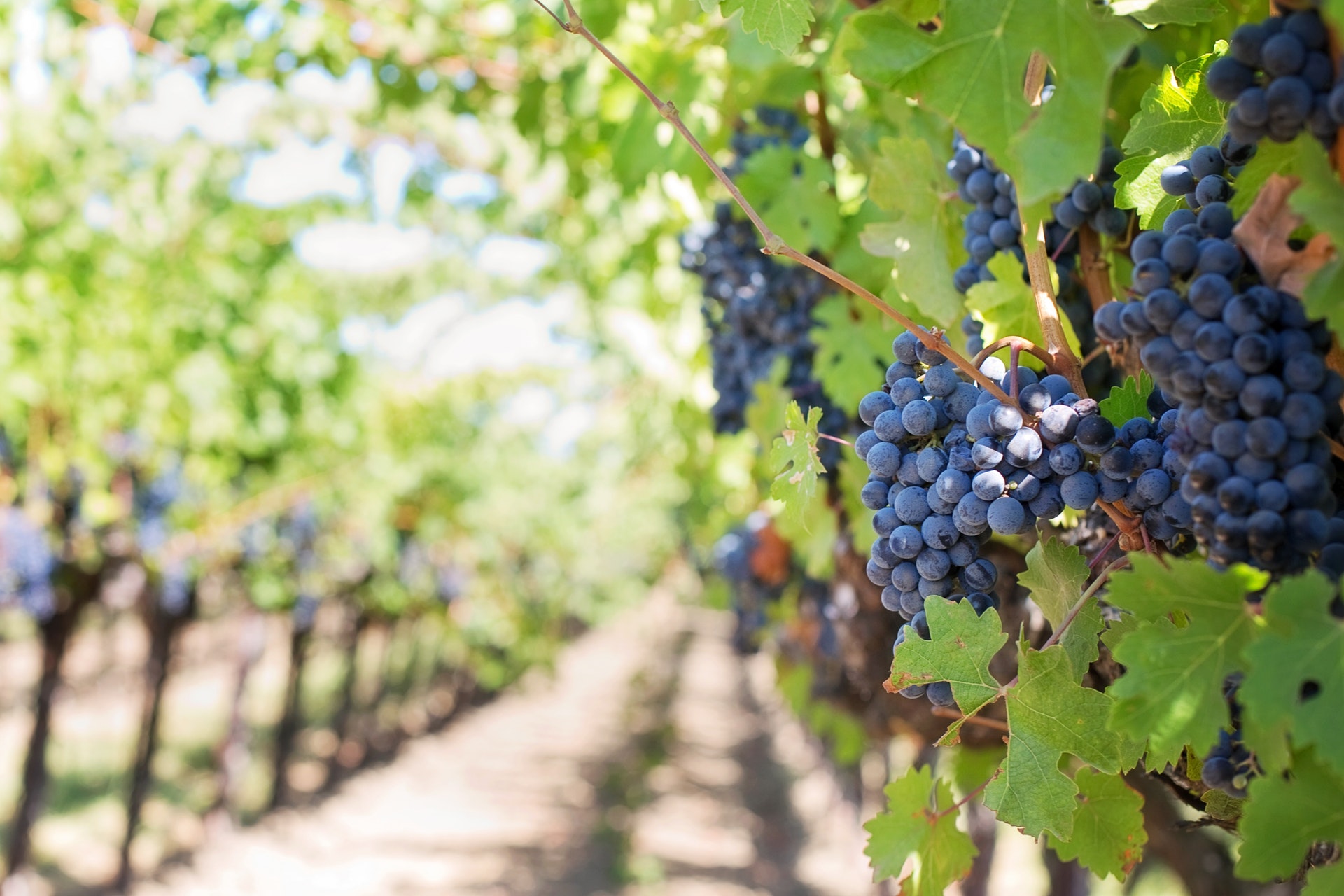 What Grapes Grow Best For Kelowna Wine Tasting Tours
